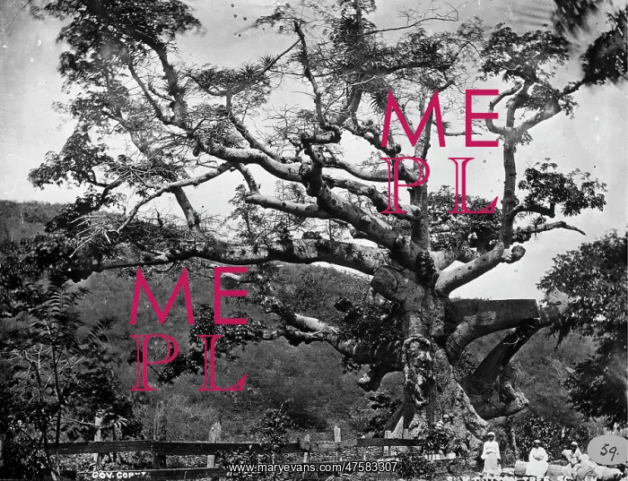 : Silk Cotton tree, St. Thomas, West Indies 1873 : Silk Cotton tree, St. Thomas, West Indies 1873