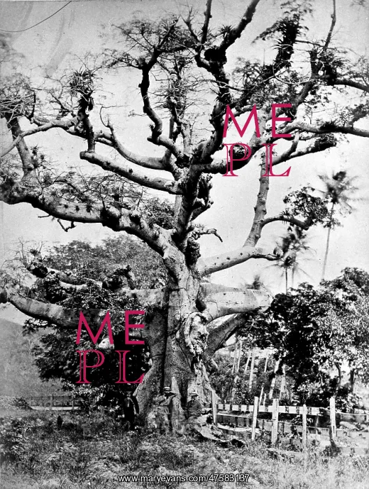 : Silk cotton tree at St. Thomas, West Indies : Silk cotton tree at St. Thomas, West Indies
