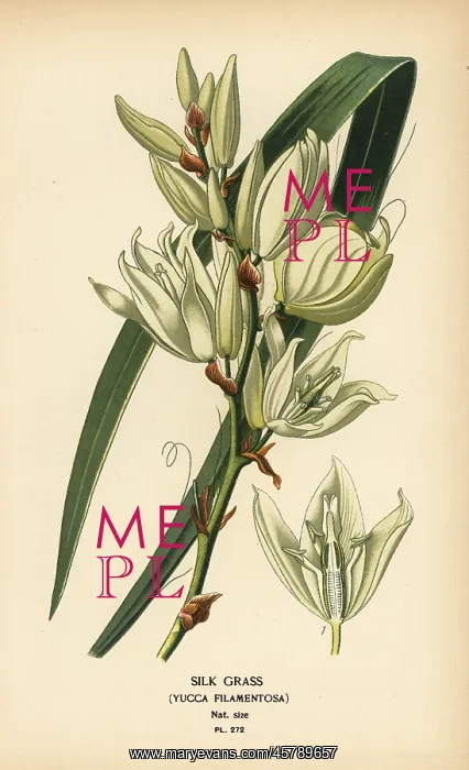 : Silk grass, Yucca filamentosa : Silk grass, Yucca filamentosa