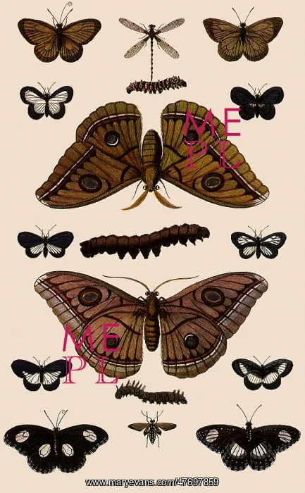 : Silk Moth : Silk Moth