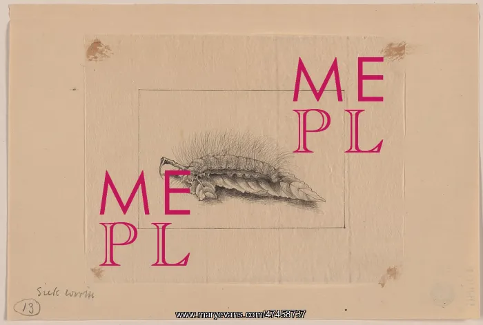  : Silk worm. Drawing shows a silkworm on a leaf. Date 1878?