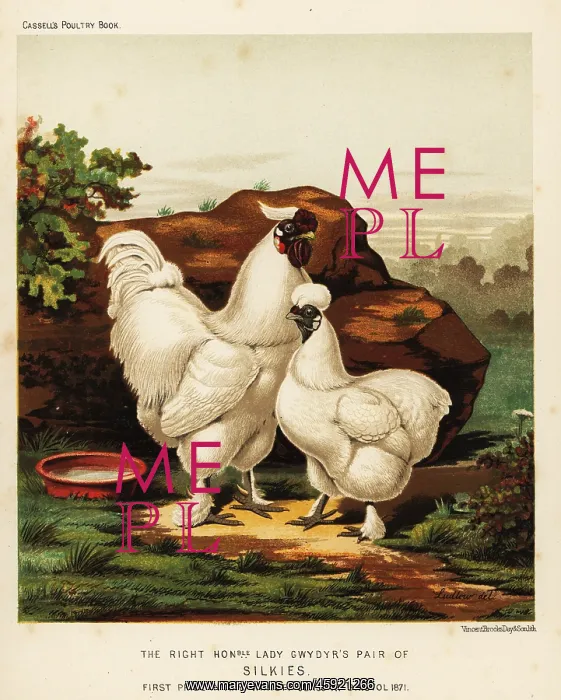 : Silkie or Silky cock and hen : Silkie or Silky cock and hen