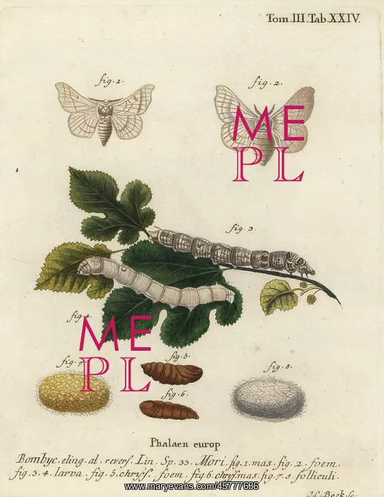 : Silkmoth, Bombyx mori : Silkmoth, Bombyx mori