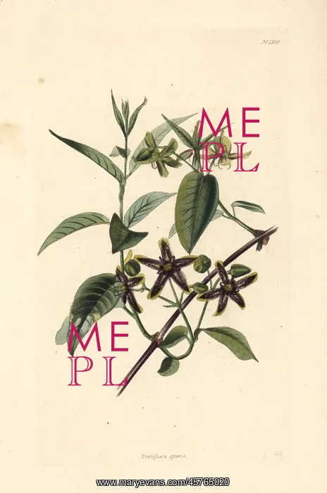 : Silkvine, Periploca graeca : Silkvine, Periploca graeca