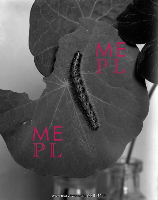 : SILKWORM CATERPILLAR