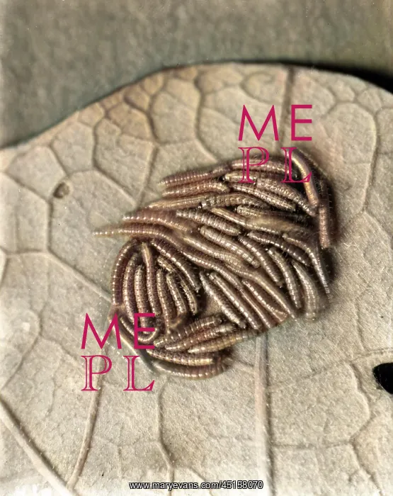 : SILKWORM CATERPILLAR : SILKWORM CATERPILLAR