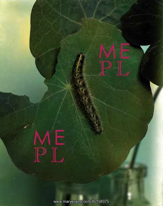 : SILKWORM CATERPILLAR : SILKWORM CATERPILLAR