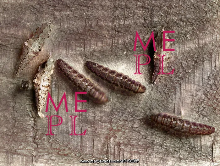 : SILKWORM CATERPILLAR : SILKWORM CATERPILLAR