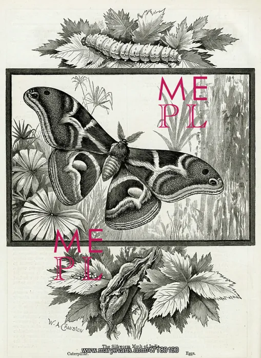 : The silkworm moth of India : The silkworm moth of India