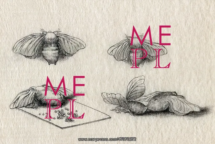 : Silkworm Moth, Stages of Reproduction, 1878 : Silkworm Moth, Stages of Reproduction, 1878