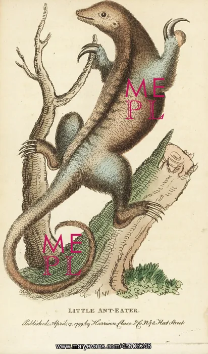: Silky anteater, Cyclopes didactylus : Silky anteater, Cyclopes didactylus