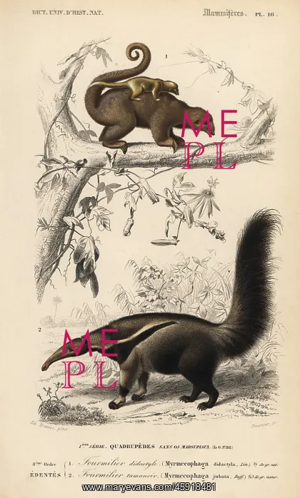 : Silky anteater, Cyclopes didactylus, and giant : Silky anteater, Cyclopes didactylus, and giant