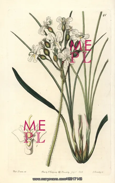 : Silky triggerplant : Silky triggerplant