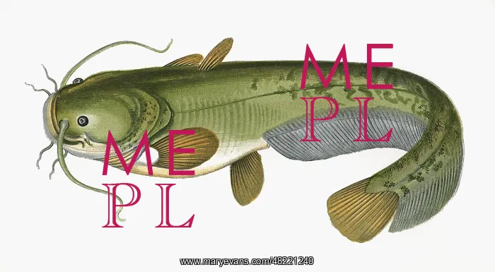 : Silurus glanis, or Wels Catfish : Silurus glanis, or Wels Catfish