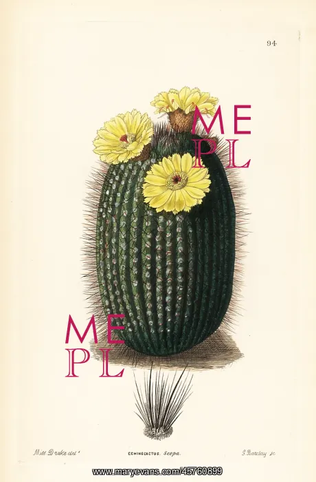 : Silver ball cactus, Parodia scopa : Silver ball cactus, Parodia scopa