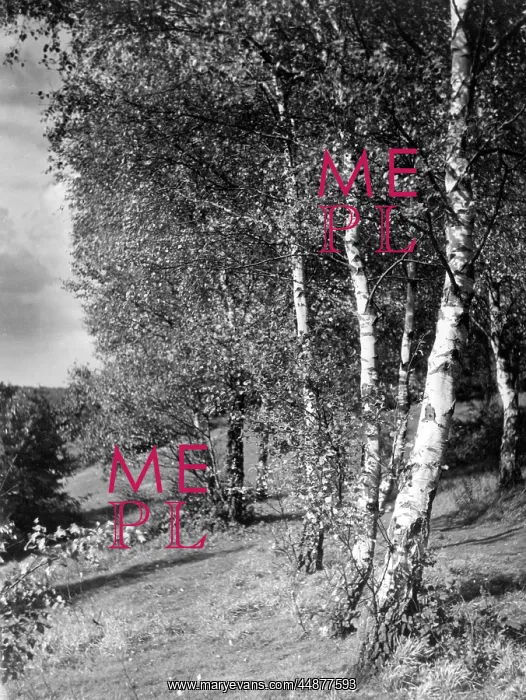 : SILVER BIRCH TREES : SILVER BIRCH TREES