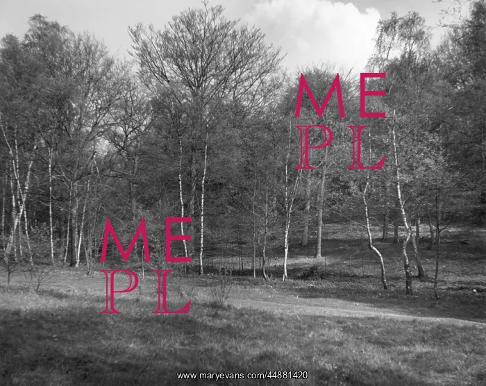: SILVER BIRCH TREES : SILVER BIRCH TREES