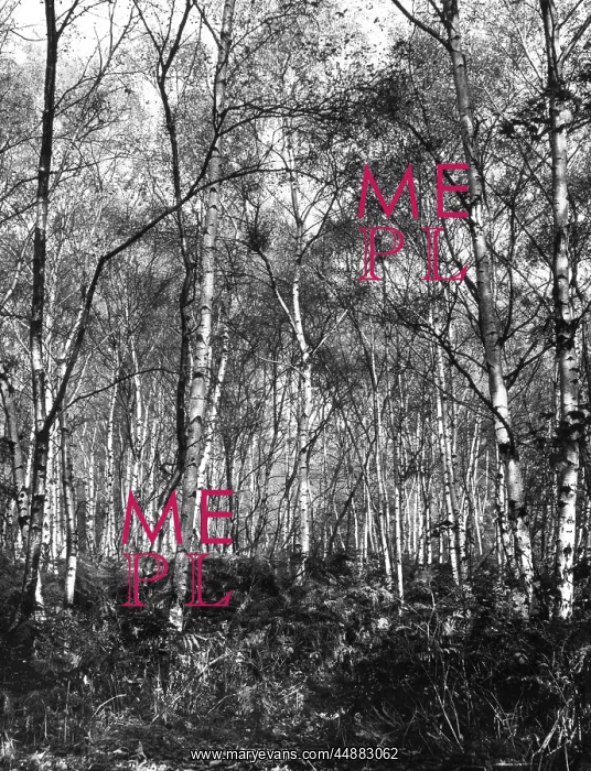 : SILVER BIRCHES : SILVER BIRCHES