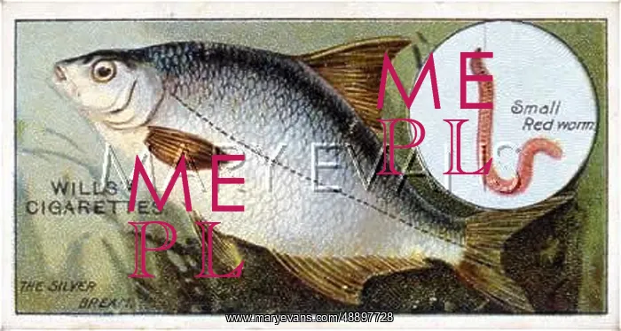 : SILVER BREAM
