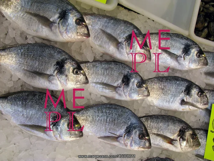 : Silver bream fish on ice in the fish market at Ciutedella : Silver bream fish on ice in the fish market at Ciutedella