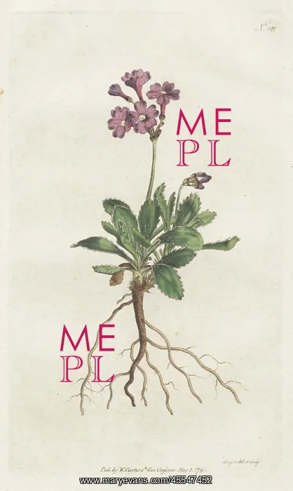 : Silver-edged primula, Primula marginata : Silver-edged primula, Primula marginata