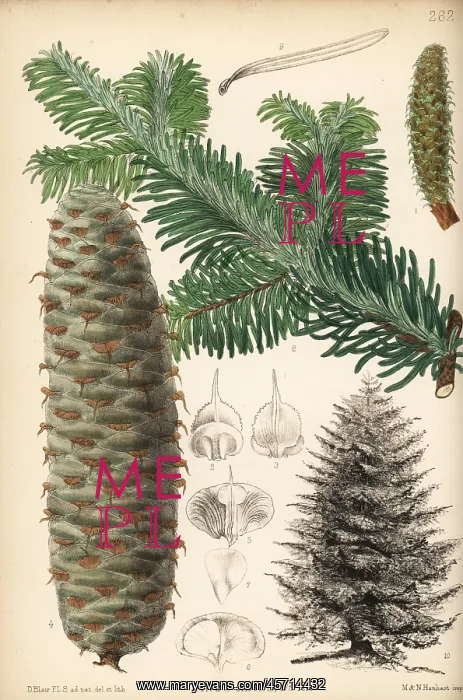 : Silver fir, Abies alba : Silver fir, Abies alba