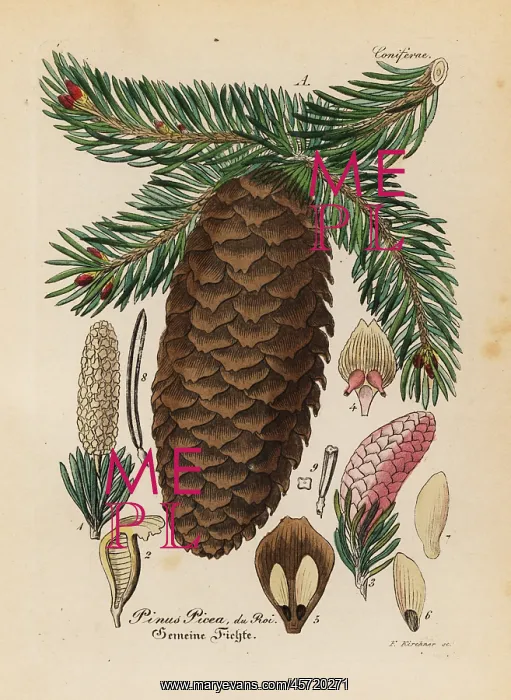 : Silver fir, Abies alba : Silver fir, Abies alba