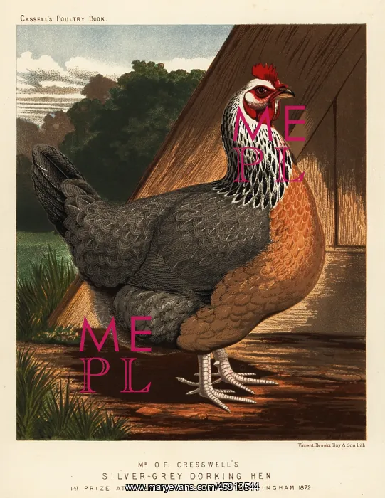 : Silver-grey Dorking hen