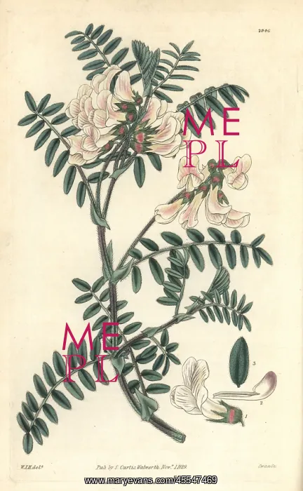 : Silver-leaved vetch, Vicia argentea : Silver-leaved vetch, Vicia argentea