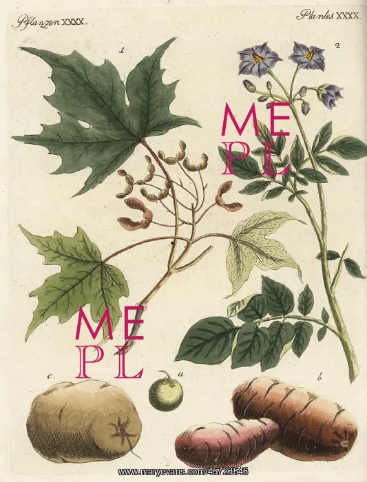 : Silver maple and potato : Silver maple and potato