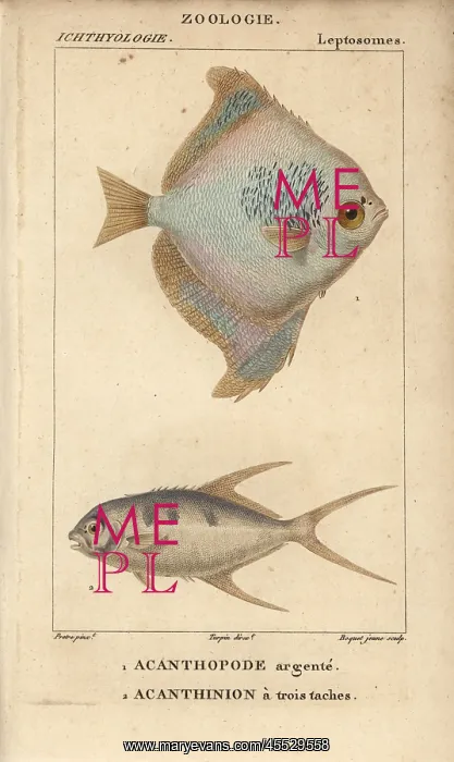 : Silver moony, Monodactylus argenteus, and pompano : Silver moony, Monodactylus argenteus, and pompano