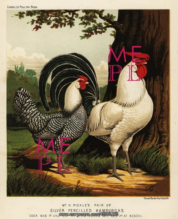 : Silver Pencilled Hamburgh cock and hen : Silver Pencilled Hamburgh cock and hen