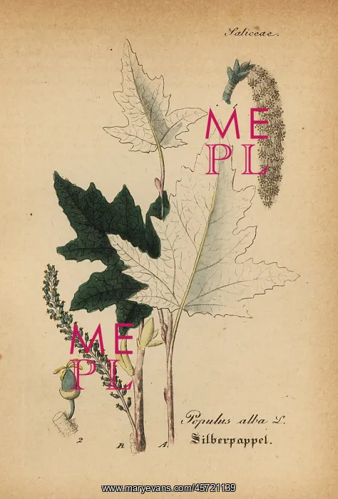 : Silver poplar, Populus alba : Silver poplar, Populus alba