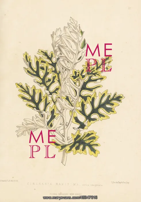 : Silver ragwort, Jacobaea maritima : Silver ragwort, Jacobaea maritima