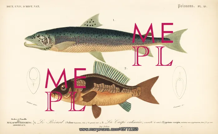 : Silver salmon and common carp (vulnerable) : Silver salmon and common carp (vulnerable)