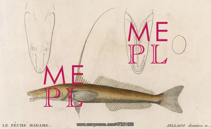  : SILVER SILLAGO / FISH / 1860
