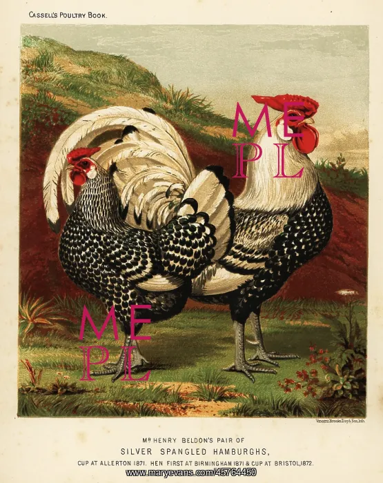 : Silver spangled Hamburgh cock and hen : Silver spangled Hamburgh cock and hen