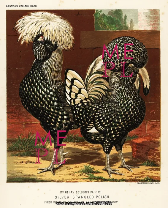 : Silver spangled Polish cock and hen : Silver spangled Polish cock and hen