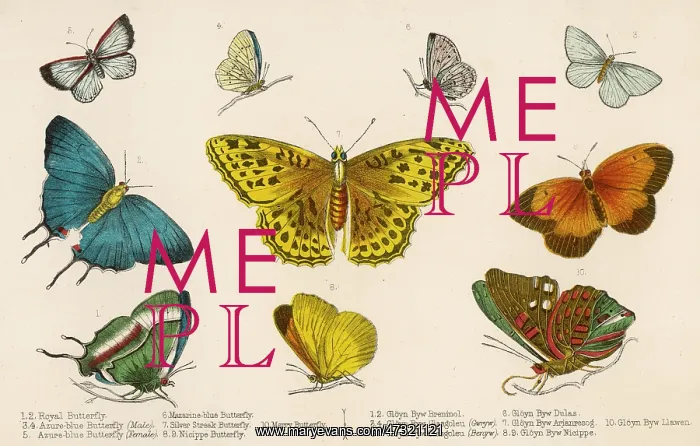  : The Silver Streak (centre) and other butterflies