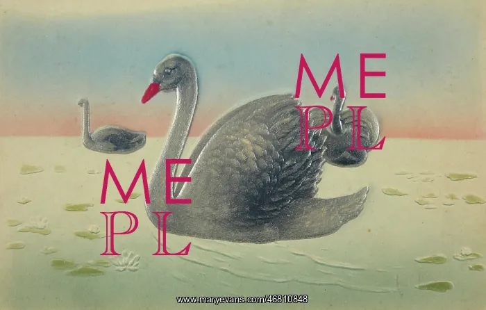 : Three silver swans : Three silver swans
