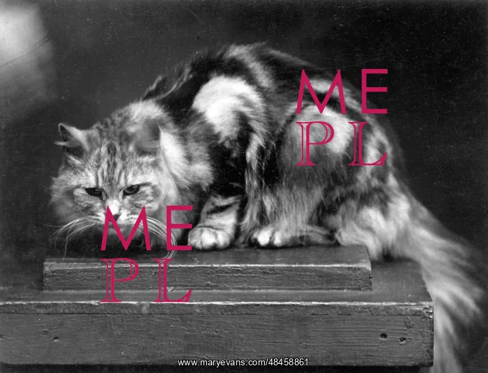 : SILVER TABBY / 1936 : SILVER TABBY / 1936
