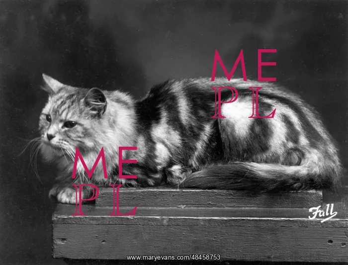 : SILVER TABBY LYING DOWN : SILVER TABBY LYING DOWN