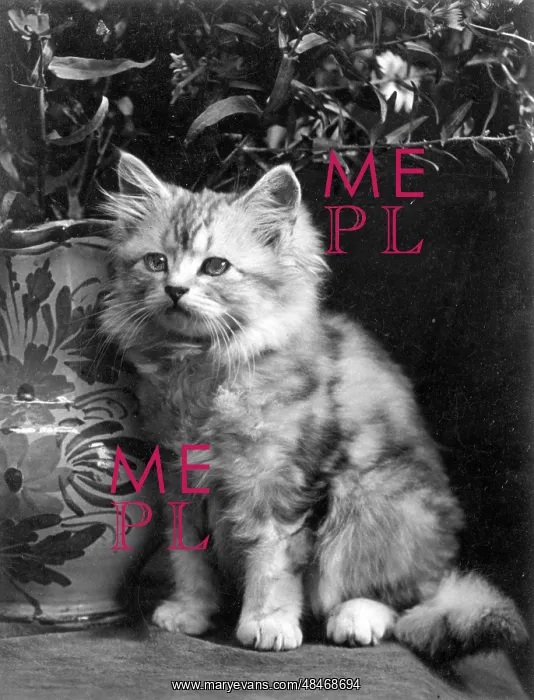 : SILVER TABBY WITH PLANT : SILVER TABBY WITH PLANT