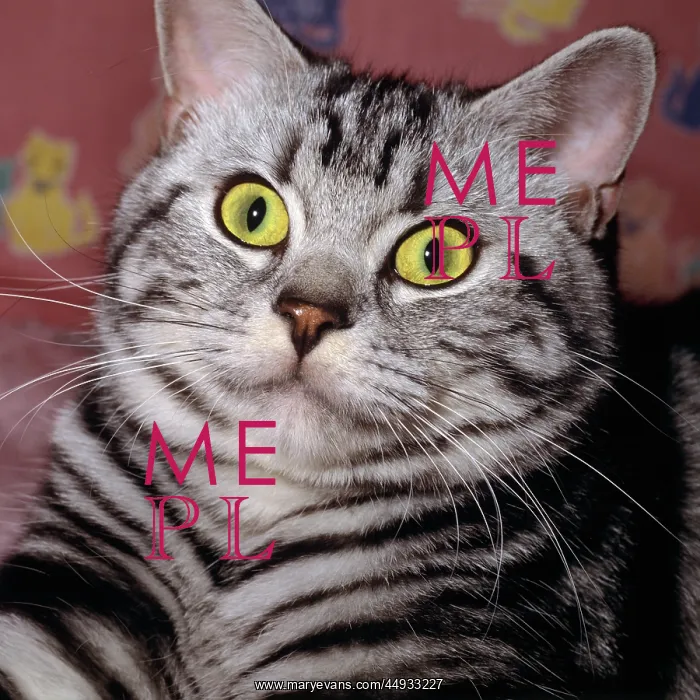 : Silver Tabby Striped Cat Portrait : Silver Tabby Striped Cat Portrait