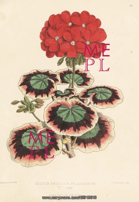 : Silver tricolor pelargonium, Mrs Laing : Silver tricolor pelargonium, Mrs Laing