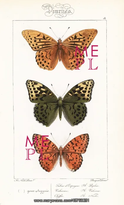 : Silver-washed fritillary and Niobe fritillary : Silver-washed fritillary and Niobe fritillary