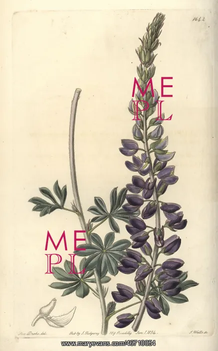 : Silver or white-leaved lupine, Lupinus albifrons : Silver or white-leaved lupine, Lupinus albifrons