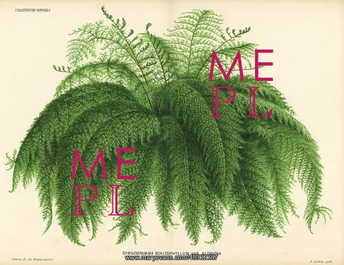 : Silverback fern, Pityrogramma schizophylla : Silverback fern, Pityrogramma schizophylla