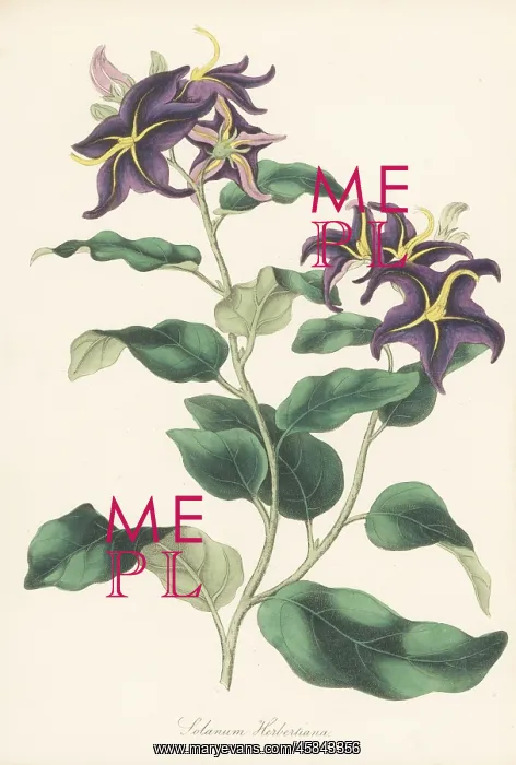 : Silverleaf nightshade, Solanum elaeagnifolium : Silverleaf nightshade, Solanum elaeagnifolium