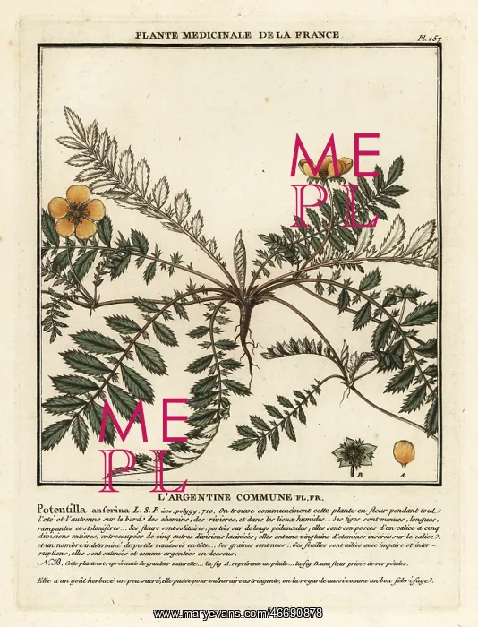 : Silverweed, Potentilla anserina : Silverweed, Potentilla anserina